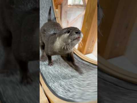 「止まらないわ…！」キャットホイールを自家発電レベルで回すカワウソ😏😏 An Otter Spinning a Cat Wheel Like It’s a Power Plant😏😏 #shorts thumbnail