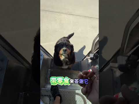 狗狗和快遞員變成超麻吉好友 thumbnail
