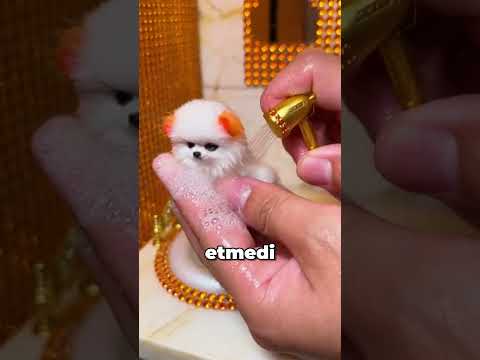 Fare Kadar Küçük Doğan Yavru Köpek: Bir Adamın Mucize Mücadelesi thumbnail