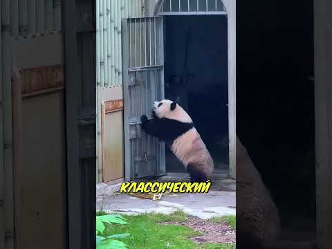 Панда устроил настоящий протест! 🐼 thumbnail