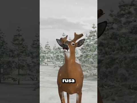 Kenapa Rusa Harus Melepas Tanduknya Setiap Tahun? Ini Alasannya! thumbnail