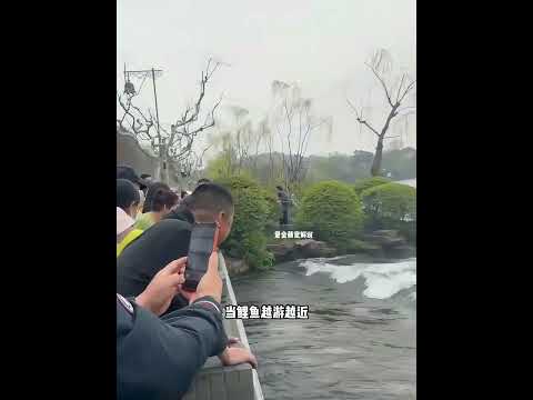 小姐姐放生锦鲤 一年后锦鲤回来报恩 thumbnail