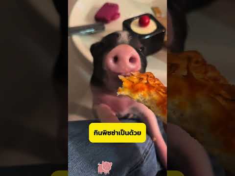 ไถ่ชีวิตหมูผู้น่าสงสาร #Shorts #อาหารสมอง thumbnail