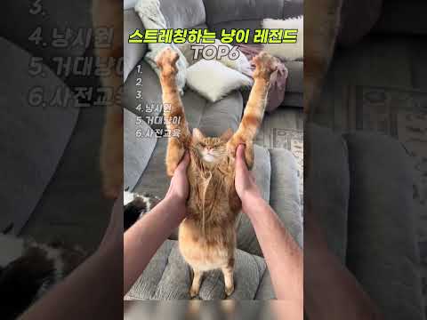 스트레칭하는 냥이 레전드 TOP6  #cat #고양이 thumbnail