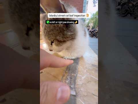 Loaf inspection of this cute cat in front of a supermarket thumbnail