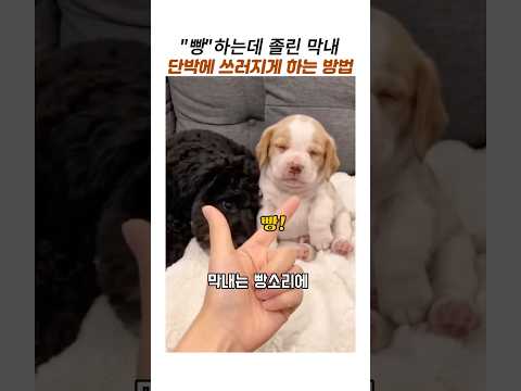 빵 하는데 졸린 강아지 단박에 쓰러지게 하는방법#빵야#웃긴동물 thumbnail