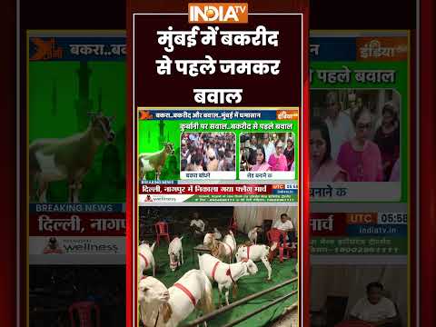 मुंबई में बकरीद से पहले जमकर बवाल #mumbai #bakrid #breakingnews #ytshorts #indiatv #trendingshorts thumbnail