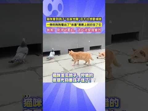貓咪看到鴿子"血脈覺醒"忍不住想要捕獵，一旁的狗狗看出了"殺意"果斷上前攔住了它，狗狗：別衝動哥們，這片治安我管的！#shorts thumbnail