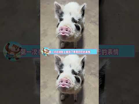 酸成这样它也不吐了，不愧是猪 #猪 #搞笑 #万万没想到 #闺蜜 thumbnail