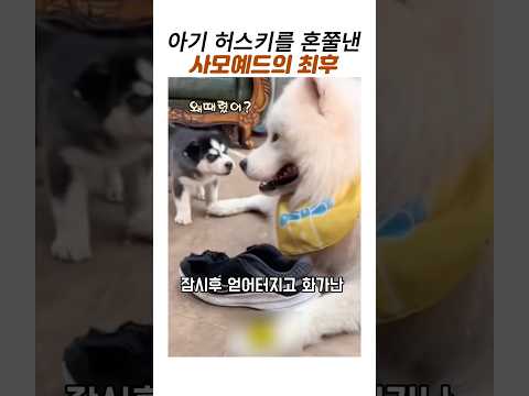아기허스키를 훈육한 사모예드의 최후#귀여운 댕댕이#강아지 참교육#웃긴동물영상 thumbnail