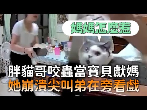 胖貓哥咬蟲當寶貝獻媽　她崩潰尖叫弟在旁看戲｜#寵物雲 thumbnail