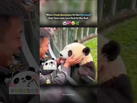 When a Panda Remembers the One Who Cared — Even Years Later, Love Finds Its Way Back ❤️🐼✨ thumbnail
