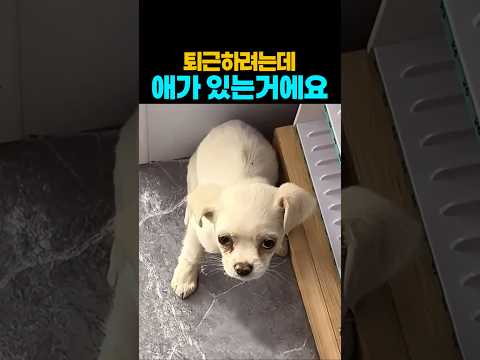 ❤️17만뷰❤️이 아이 눈을 보고 차마 그냥 보낼 수 없었어요❤️ #강아지 # 댕댕이 #유기견 #유기견구조 thumbnail
