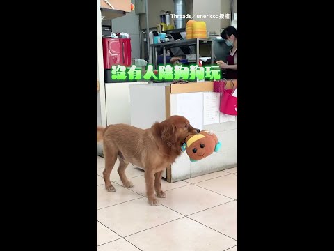【一秒都不能忍】大狗狗沒人陪玩眼神超失落　他看到快哭馬上出手！｜#寵物雲 #shorts thumbnail