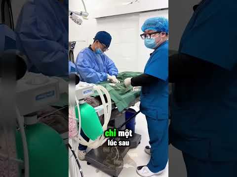 Lần Đầu Làm Mẹ Của Chú Chó Mang Bầu 8 Thai ☺️ thumbnail