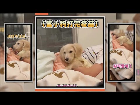 臘腸打完疫苗　眼神呆滯躺人類身上超萌XD thumbnail