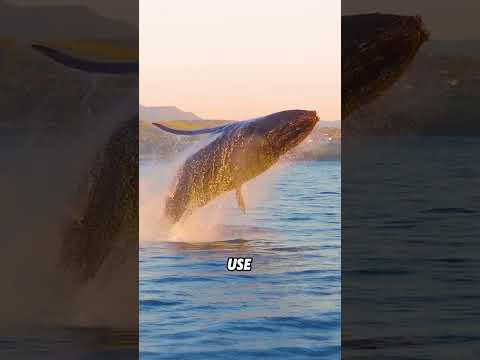 Why do whales attack boats?#animals #funny #funnyanimal #cute #whale thumbnail