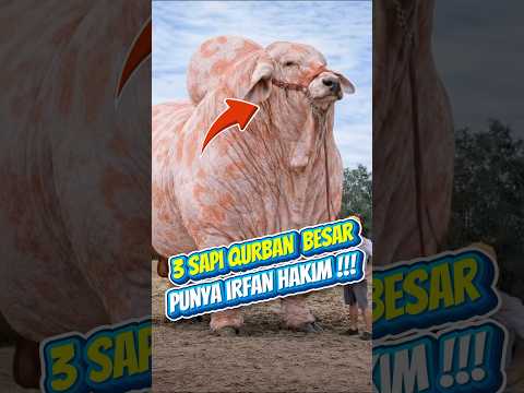 3 Sapi Om Irfan Hakim Paling Besar Hari Raya Qurban #shorts thumbnail