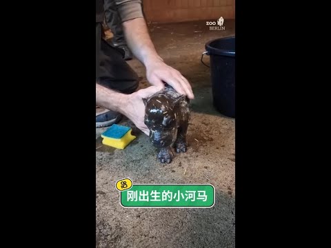 飼養員小哥經常挑逗小河馬#神奇動物 #動物解說 #河馬 #動物的迷惑行為 @快手熱點(O3xddgkd5fav5if9) @快手寵物(O3xdzi7gzwye5gsa) thumbnail