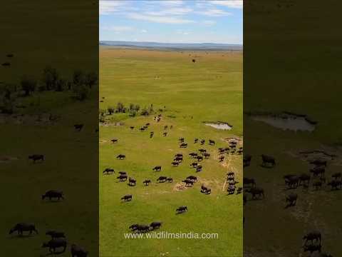 The wilderness of the Maasai Mara in Kenya thumbnail