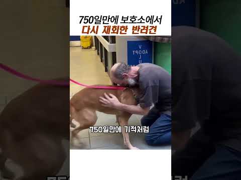750일만에 보호소에서 다시 재회한 반려견#감동동물#유기견보호소 thumbnail