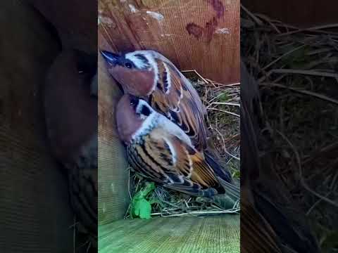 Do you think they like each other? ? #wildlife #birdwatching #nature #birdhouse #birds thumbnail