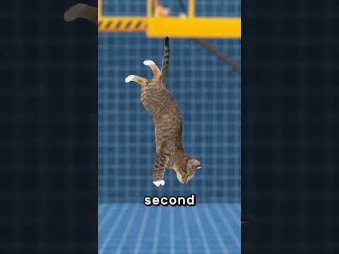 What If You Throw A Cat 🙀 thumbnail