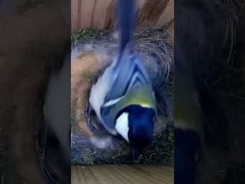 Great Tit is incubating her eggs in Japan ???? #wildlife #birdwatching #nature #birdhouse #birds thumbnail