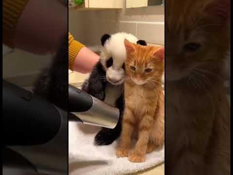Kindness 🐼 Panda and Kitten's Heartwarming Journey #kindness #animalbond #shorts thumbnail