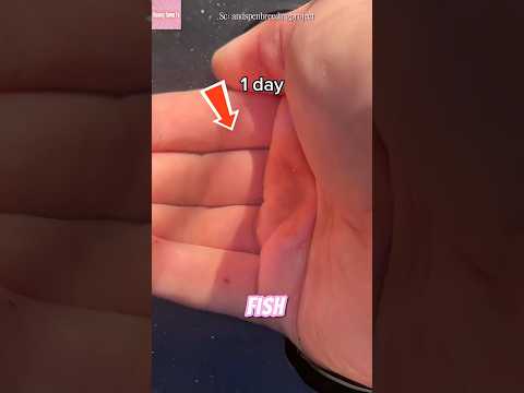 Merawat Ikan Ini 200 Hari… Hasilnya?! thumbnail