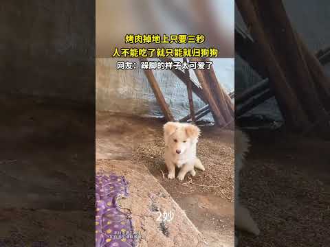 烤肉掉地上只要三秒，人不能吃了就只能就归狗狗 thumbnail