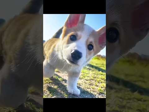 Baby Animal will never tell you these things! thumbnail