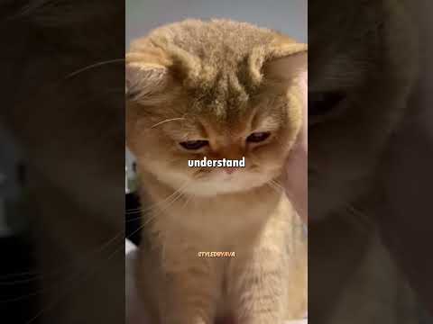 😳 Never Apologize to Your Cat Like THIS After Stepping on Its Tail thumbnail