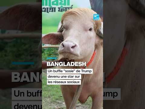 Bangladesh : un buffle "sosie" de Trump devenu une star sur les réseaux sociaux • FRANCE 24 thumbnail