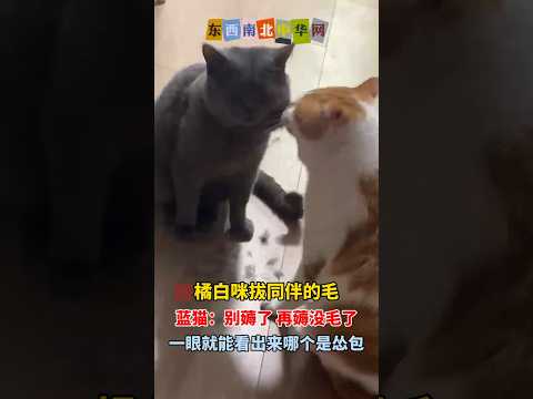 蓝猫：行了，别薅了，再薅没毛了！ thumbnail