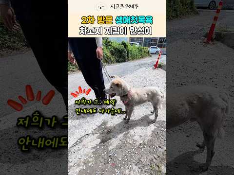 평생 목욕 한번 안 해본 차고지 지킴이 2살 한성이의 생애 첫 목욕 대작전! #강아지 #반려견 #shorts #viral thumbnail