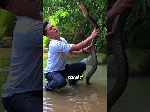Sự thật về chú rắn hổ mang "ngoan ngoãn" nhất mạng xã hội ♥️🐍 thumbnail