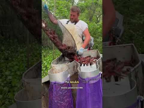 Thu hoạch tôm hùm đất thumbnail