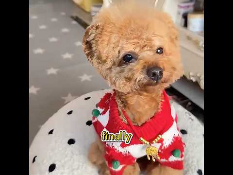 Have you ever seen such a spendthrift dog?#pet #funny #shorts thumbnail