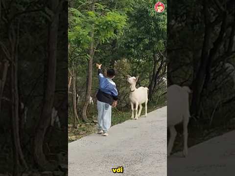 Cậu bé tốt bụng giúp dê hoang ăn lá cây thumbnail