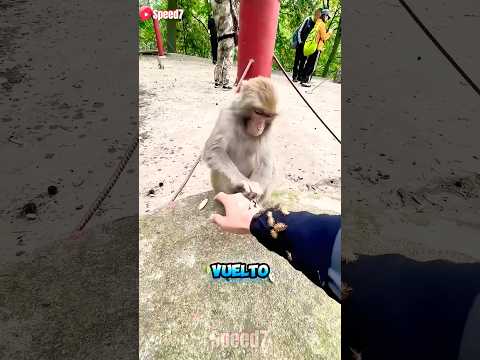 ¡El Mono Con El Corazón Más Grande! 🐒💖 thumbnail