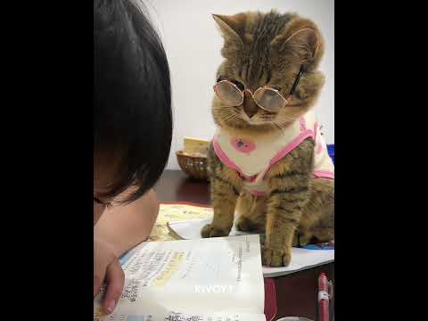 Smartest Cat of the year 💀 thumbnail