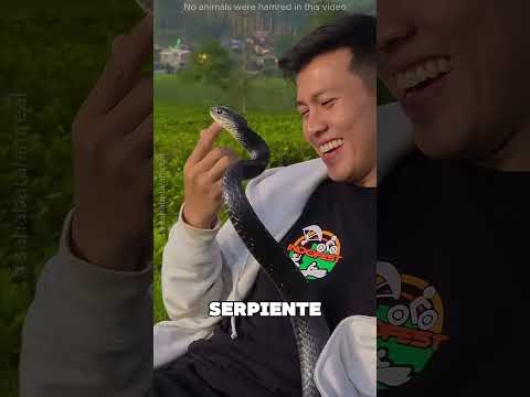 Este Chico Crio A Una Cobra Bebé 🤯 thumbnail