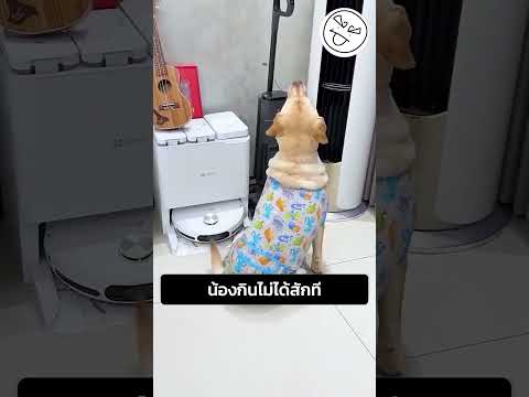 น้องกินไม่ได้สักที thumbnail