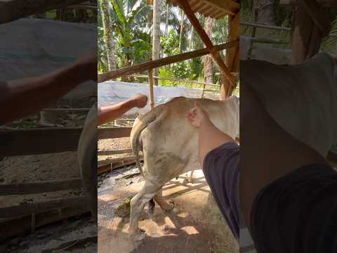 Suntik multivitamin sapi kurus lepas melahirkan #cow #sapi #animals thumbnail