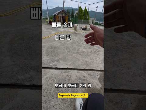 스피드한 손과 빵 #남해 #몽실이 #반려견 #뽀끄미 #훈련 #리트리버 thumbnail