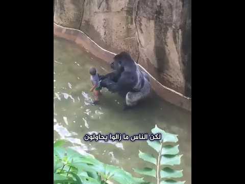 اللحظات الأخيرة للغوريلا هارامبي thumbnail