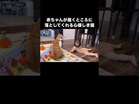 赤ちゃんのために届くところに落としてあげる心優しき猫 #茶白猫 #猫 #猫と赤ちゃん #shorts thumbnail