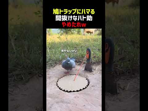 鳩トラップにハマる間抜けなハト thumbnail