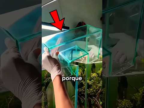 Pecera Inteligente ? thumbnail
